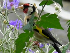 Distelfinken an Kornblumen