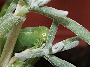 Raupe am Lavendel