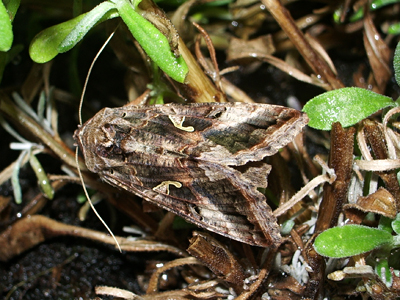Raupe am Lavendel
