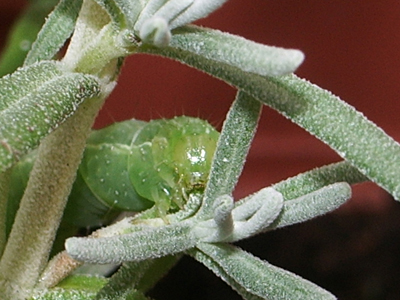 Raupe am Lavendel